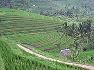 どこまでも続くライステラスに感動！