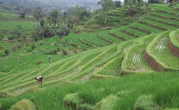 ジャティルウィのライステラス