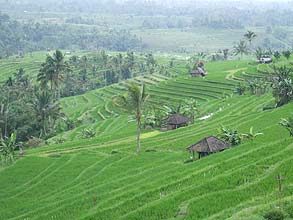 ジャティルウィのライステラス