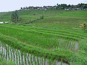 ジャティルウィのライステラス