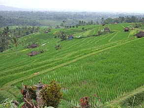 ジャティルウィのライステラス