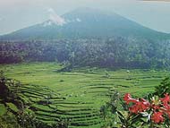 お天気の日には、ライステラスの向こうにアグン山！