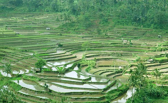 マハギリのライステラス