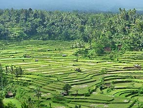 マハギリのライステラス