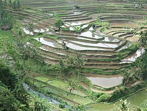 マハギリのライステラス