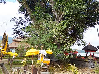 パワースポットだと言われている大きな大きな神様の木