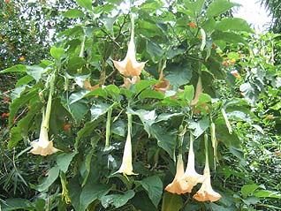 エンジェルトランペットが一杯咲いています