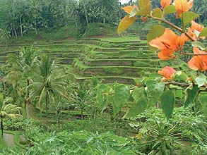 緑が一杯のライステラス