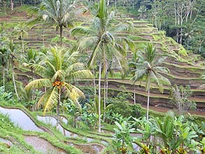 水をたたえるライステラス