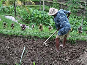 ライステラスで働くおじさん