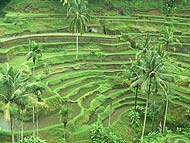 緑の風が吹くライステラス