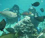 体験ダイビング