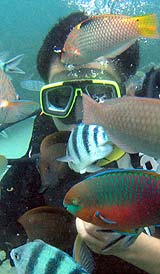 体験ダイビング