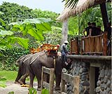 エレファントライド