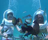 魚と一緒に海の中のお散歩をお楽しみください