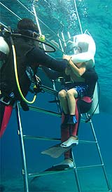 ダイバーと一緒に海の中へ・・・