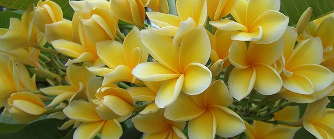 バリの家には必ず咲いているジュプンの花です