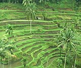 �e�K�������̃��C�X�e���X