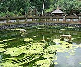 パワースポットツアーでご案内する今も水が湧き続けるティルタウンプルの聖なる泉