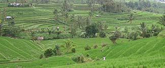 どこまでの続くジャティルゥイのライステラス