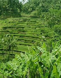 テガラランのライステラス