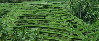 テガラランのライステラス