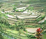 雄大なマハギリのライステラス