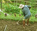 ライステラスで働くおじさん