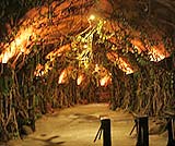 幻想的な入口からの道