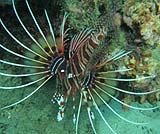 海の底には・・・