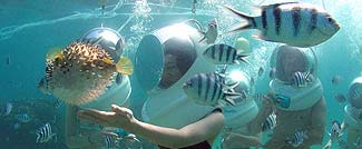 魚もお友達ですね