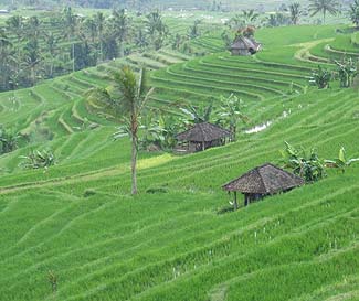 どこまでも続く棚田・・・・・ジャティルウィです