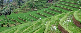 その広さと素晴らしさに感動してしまうジャティルイのライステラスです