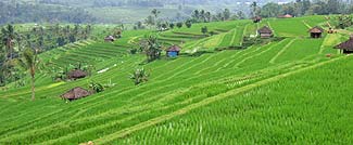 この素敵なライステラスを支えているのが、スバックと言う昔から伝わる水利システムです