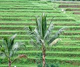 ジャティルウィのライステラス