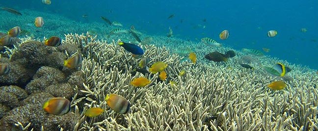 ヌサペニダの海の中