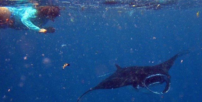 ペニダ島でシュノーケリング