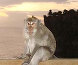 お猿さんにご注意！