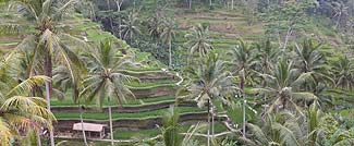 ライステラス（棚田）で有名なテガラランです
