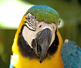 バードパークで待っている鳥たち