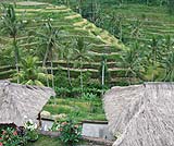 テガラランにはライステラスを眺めながらお茶で知るお洒落なカフェがあります