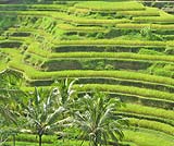 緑の風が吹くテガラランのライステラス