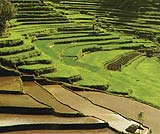 テガラランのライステラス