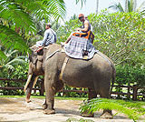 日本では出来ないエレファントライドはいかがですか？