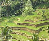 テガラランのライステラス