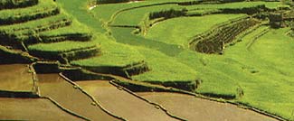 テガラランのライステラス