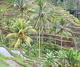 緑の風が吹くテガラランのライステラス