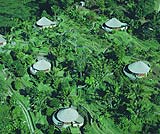 空から見たバグースジャティの宿泊パビリオン